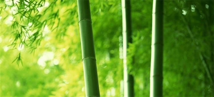 bamboo charcoal1.jpg